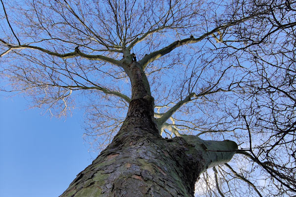 De VTA boomcontrole uitbesteden is noodzakelijk om een accuraat beeld te krijgen van de gezondheid en veiligheid van je boom.