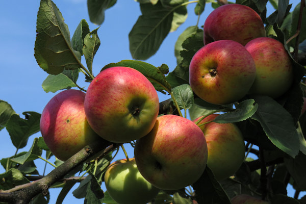 Voor een betere oogst is het belangrijk dat je goed let op het snoeien van je appelboom.