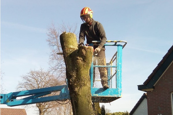 De gecertificeerde European Tree Worker aan het werk