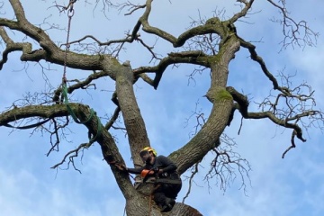 Bomen rooien door boomrooierij Groentechniek Klomp