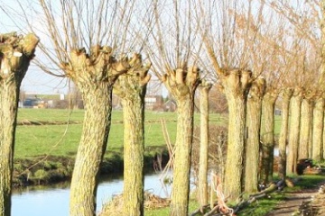 Bomen knotten