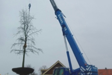 Boom laten verplaatsen