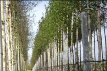 Bomen laten planten