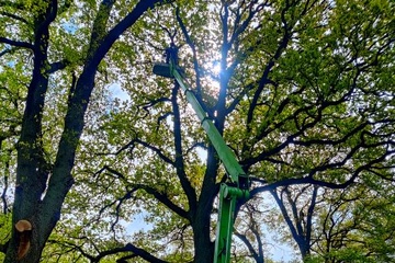 Bomen laten snoeien