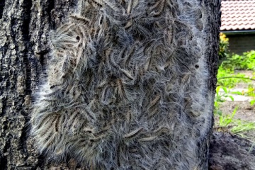 Eikenprocessierups bestrijding