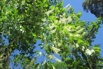 Prunus plaag laten bestrijden