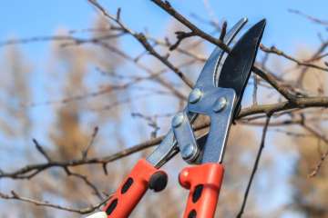 Bomen snoeien: Welk gereedschap is nodig?