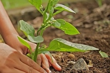 Biologische onkruidbestrijding