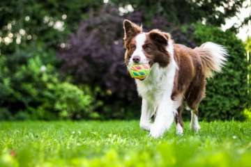 Is berenklauw gevaarlijk voor honden?