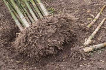 Hoe verwijder je bamboe definitief uit de tuin?