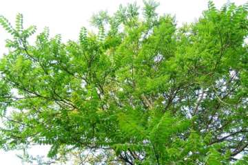 Hemelboom in de tuin: risico’s, bestrijding en nazorg