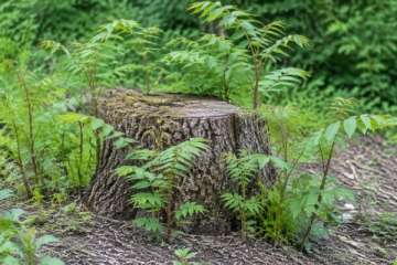 Waarom groeit een hemelboom terug na het kappen?