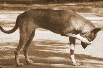 De eikenprocessierups en honden