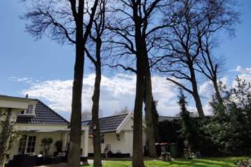 Overhangende takken van de buren: wat mag je wel en niet doen?