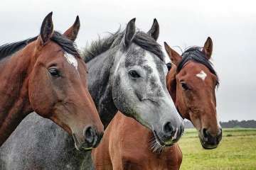 De eikenprocessierups en het paard