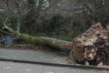 Wat te doen bij stormschade aan bomen?
