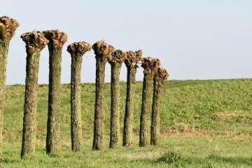 Waarom moet je bomen knotten?