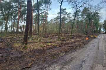 Bos aanplanten in Duitsland