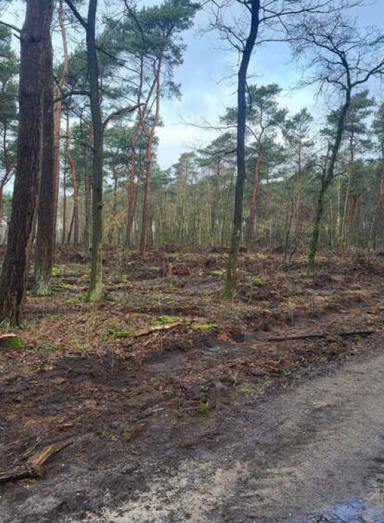 Bos aanplanten in Duitsland