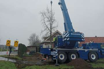 Amberboom verplanten