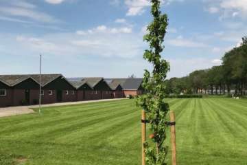 Bomen planten en verankeren