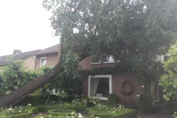 Bomen verwijderen na stormschade