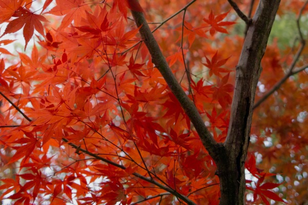 De prachtige rode bladeren van de Japanse Esdoorn