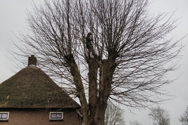 Bomen laten knotten door Groentechniek Klomp Bomen laten knotten door Groentechniek Klomp