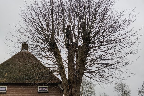 Bomen laten knotten door Groentechniek Klomp