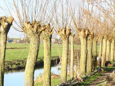 Het bomen laten knotten door een professionele boomverzorger doe je bij Groentechniek Klomp.