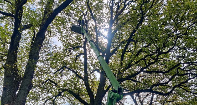 Bomen snoeien gereedschappen