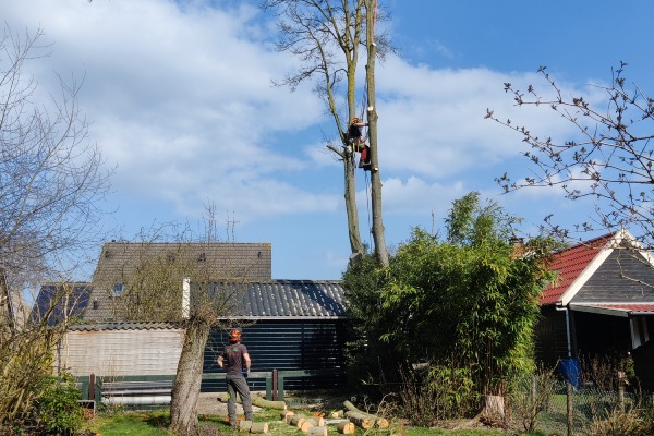 Bomen snoeien met klimtechnieken