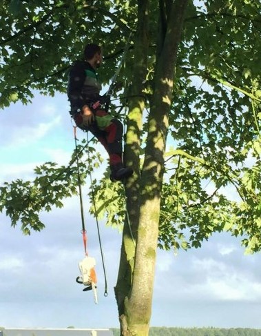 Bomen vellen Dieren