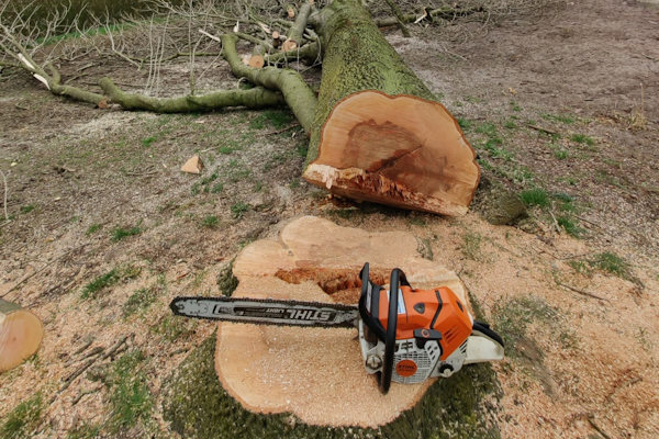 Ook na stormschade aan je boom kun je de boomstronken laten verwijderen door onze gespecialiseerde experts.