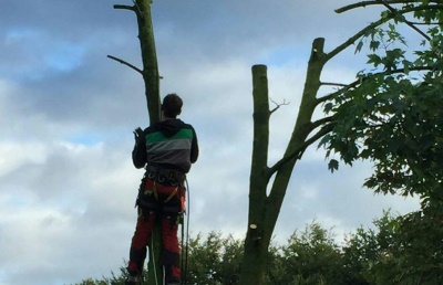 Bomen kappen in Amersfoort