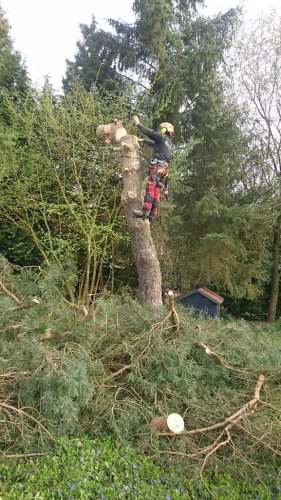 Bomen verwijderen in Hoogeveen Boomverzorging in Hoogeveen