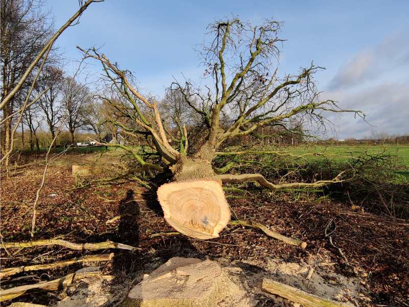 Gekapte boom ligt naast stobbe in een veld.