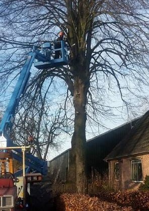 Bomen laten kappen in Groningen