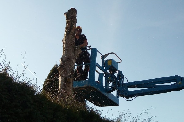 Boom laten kappen door de boomverzorgers van Groentechniek Klomp