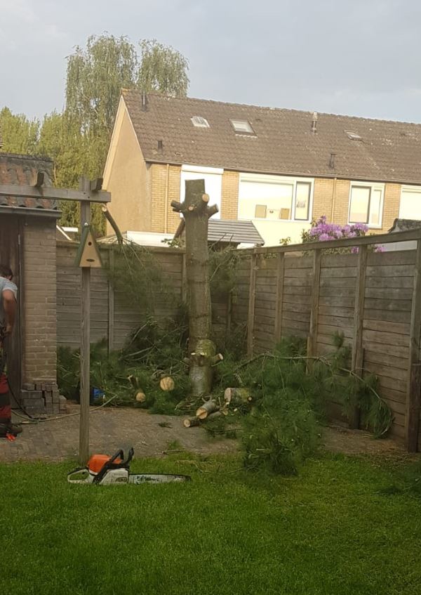 Bomen laten verwijderen in Leeuwarden Bomen laten verwijderen in Leeuwarden