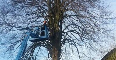 Bomen weghalen in Utrecht