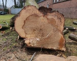 Bomen laten rooien door een boomrooierij