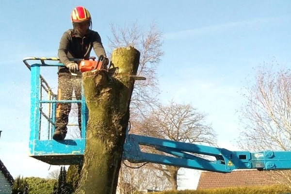 Na het rooien van je boom kun je kiezen voor stobbenfrezen, zodat je een nieuwe boom kunt planten of iets op de grond kunt bouwen.