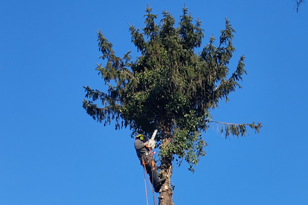 Laat jouw bomen rooien door de gecertificeerde boomverzorgers van Groentechniek Klomp.