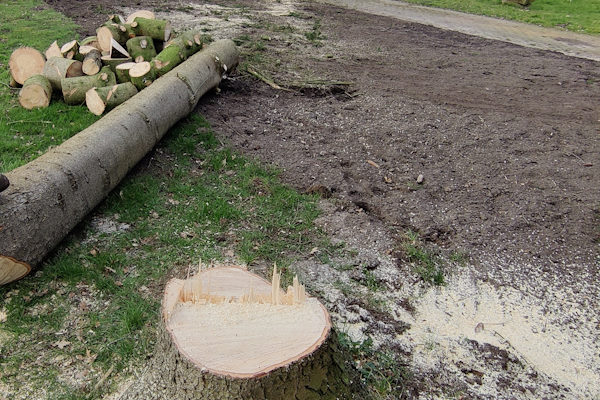 Laat jouw boom veilig en snel rooien door de experts van Groentechniek Klomp.