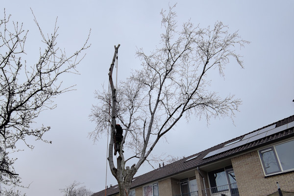 Laat veiligjouw bomen rooien door de gecertificeerde boomverzorgers van Groentechniek Klomp.