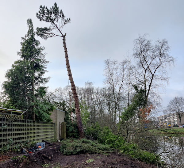 Een hoge boom rooien doen onze gecertificeerde boomverzorgers zorgvuldig, veilig snel.