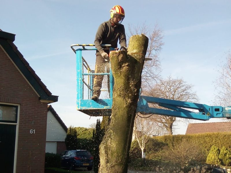 Een reden voor het vellen van bomen is de grootte van de boom