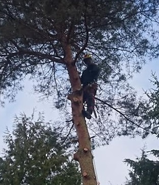 Bomen kappen in Amsterdam