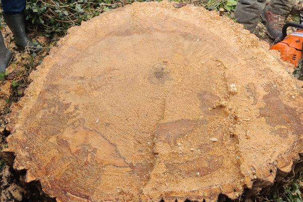 Wil jij een boomstronk verwijderen uit je tuin, dan kun je de hulp van de professionele boomverzorgers van Groentechniek Klomp goed gebruiken.